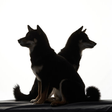 Two black Shiba Inu dogs sit back to back in a balanced studio composition. The portrait emphasizes symmetry and companionship.