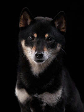 A black Shiba Inu looks directly toward the camera in a minimal dark studio portrait. Soft light emphasizes detailed fur and attentive eyes.