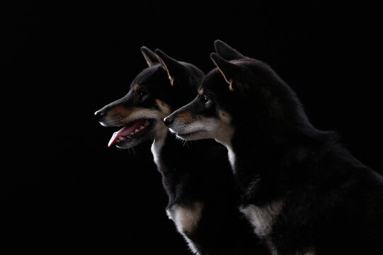 dogs Shiba Inu relax together in a dark studio portrait with elegant lighting. The composition creates a calm and harmonious pet scene.