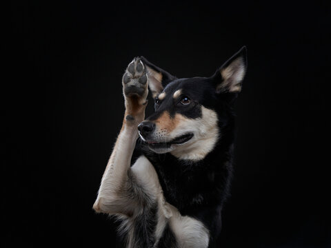 A black Shiba Inu lifts its paw in a playful pose under dramatic studio light. The portrait captures interaction, training behavior, and expressive personality.