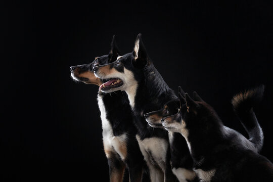 dogs Shiba Inu relax together in a dark studio portrait with elegant lighting. The composition creates a calm and harmonious pet scene.