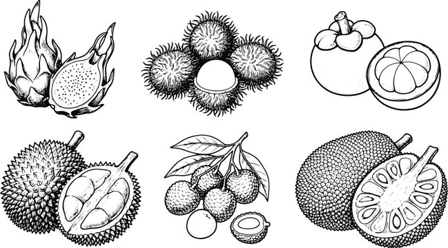 Vintage engraved tropical fruits collection featuring dragon fruit rambutan mangosteen durian lychee jackfruit