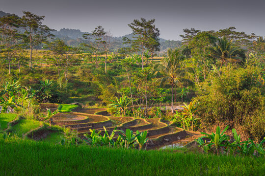 beautiful rice terraces in Central Java, Indonesia, narrow valley landscape, complete with the traditional subak irrigation system