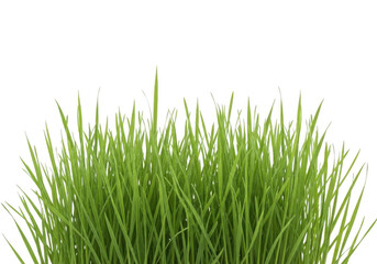Fototapeta premium Fresh green grass tuft isolated on a white background