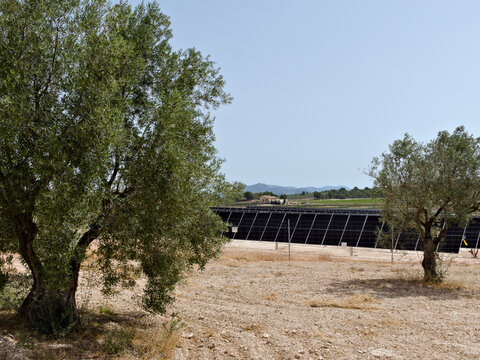 Solar panels among farms of fruit and olive trees in Sax, Spain