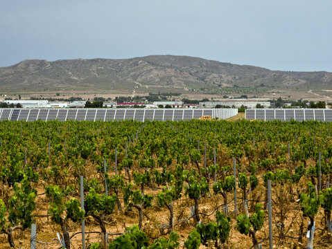 Field of solar panels surrounded by vineyard in Murcia, Spain