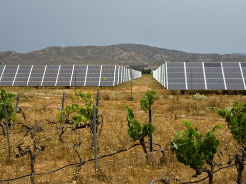 Field of solar panels surrounded by vineyard in Murcia, Spain