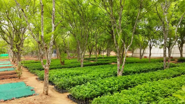Low altitude drone moving forward, revealing a lush tree nursery filled with thousands of healthy green saplings beneath mature trees in rural India, ideal for sustainability and forestry themes.