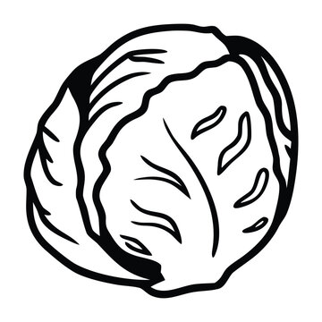 Organic Brussels Sprouts Outline Hand Drawn Vegetable Sketch for Cooking Recipe and Nutrition Vector Design