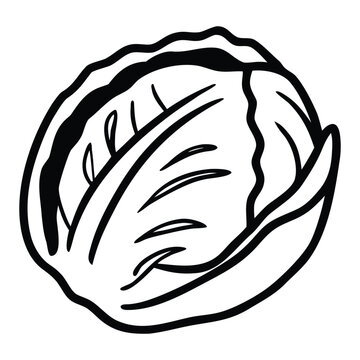 Detailed Brussels Sprouts Outline Drawing Healthy Green Vegetable Botanical Food Illustration Vector Graphic