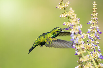 Colibrí esmeralda alimentándose en flor © David