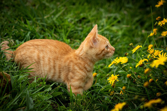 Gato naranja con flores amarillas