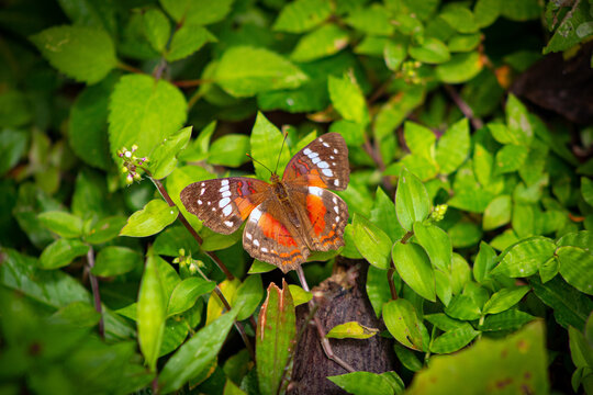 Mariposa posada en plantas