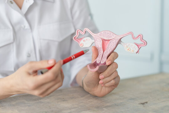 The doctor holds a medical model of a female uterus in his hands and points to it with a pen