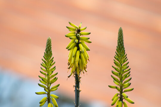 Flor de penca de zabila 