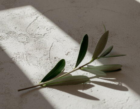 an empty textured concrete surface with a green olive twig branch illuminated by natural sunlight and harsh shadows