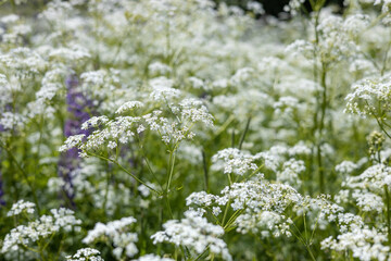 Obraz premium Grass with small white flowers. Summer background