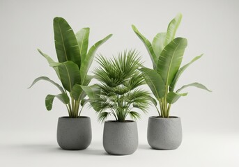 Fototapeta premium Three Tropical Potted Plants Including Banana Leaf and Fan Palm in Modern Grey Concrete Pots on White Background