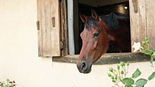 A horse watches from a barn window during midday. The wooden shutters frame the horse as it remains inside, looking out at the surrounding area near a farm.