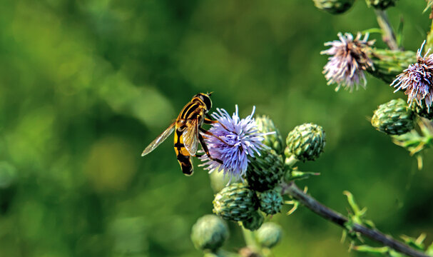 Schwebfliege an Distelbl&uuml;te