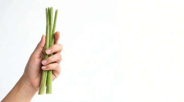 Hand Holding Fresh Indonesian Lemongrass Stalk on White Background
