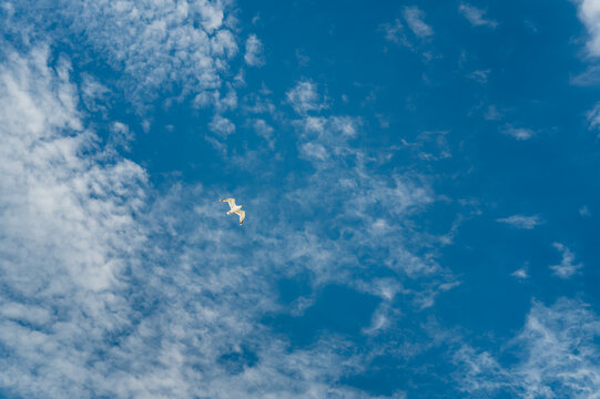 Blue sky with light clouds and a seagull.