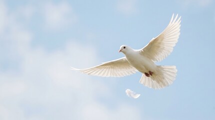 Obraz premium White dove flying across clear blue sky with open wings dropping single feather soft sunlight lighting peaceful concept of freedom spirituality harmony elegance.