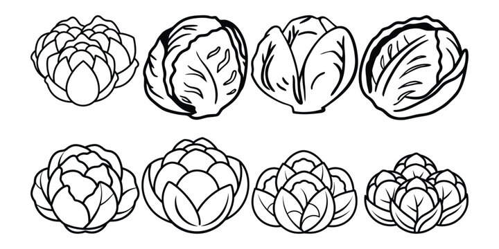 Fresh farm harvested brussels sprouts collection isolated edible green vegetable vector for healthy food concept
