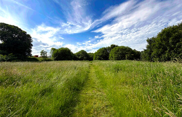 Fototapeta premium A lush green field rolls out toward the horizon, glowing beneath a vibrant blue sky. Soft white clouds drift overhead, adding texture and depth to the open sweep of Scaley Hills, Wibsey, Yorkshire, UK