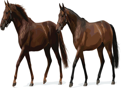Two brown bay horses walking together side by side, beautiful equestrian stallions vector illustration graphic asset
