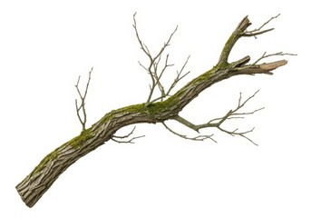 Fototapeta premium Dry Mossy Tree Branch Isolated on White Background for Nature Design and Composition