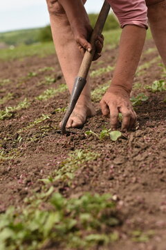 Vertical photo of a barefoot woman caring for young vegetable plants while holding a hoe in one hand and carefully pulling weeds.