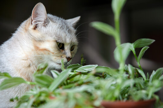 Silver tabby cat gazing intently at striped green houseplants indoors, creating a calm and natural atmosphere.