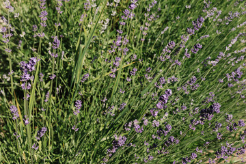 Fototapeta premium lavender field in provence 