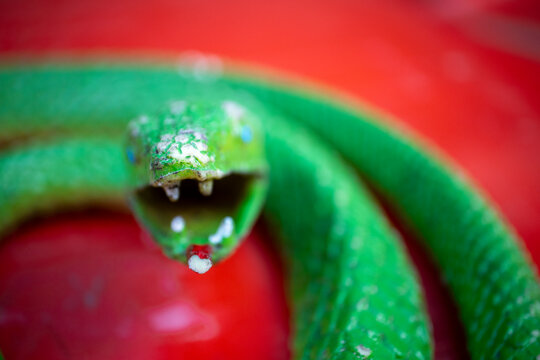 Plastic snake
