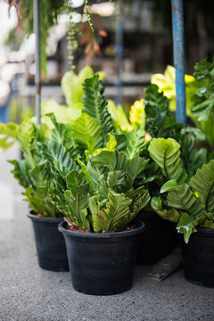 Many potted Asplenium nidus fern plants also known as Cobra (Asplenium antiquum) placed on ground display for sale in flower shop, exotic fern with thick, wavy fronds selling at houseplants store.
