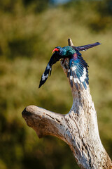 Green wood hoopoe taking off from log in Greater Kruger National park, South Africa   Specie  Phoeniculus purpureus family of Phoeniculidae © PACO COMO