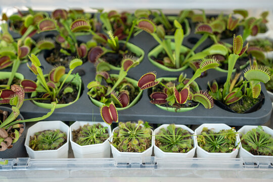 Variety of carnivorous plants seedlings cultivated in nursery setting selling at flower market, many exotic tropical Venus flytrap (Dionaea muscipula) and Sundew (Drosera) on sale in gardening store