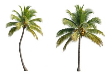 Fototapeta premium Two Tropical Coconut Palm Trees Isolated on White Background for Summer Vacation and Beach Design