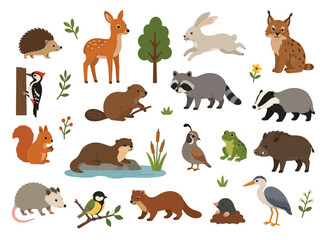 Fototapeta premium Cute wild animals and birds inhabiting a temperate forest ecosystem.