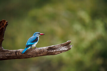 Obraz premium Woodland kingfisher standing rear view on a log isolated in natural background in Greater Kruger National park, South Africa ; specie Halcyon senegalensis family of Alcedinidae