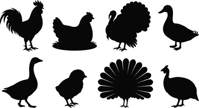 Farm bird silhouette collection featuring rooster, hen, duck, goose, turkey, peacock, chick, and guinea fowl for educational design use