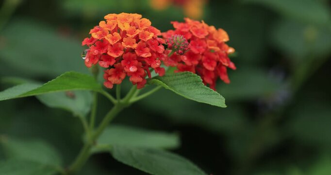 Beautiful lantana camara flowers blooming in the nature