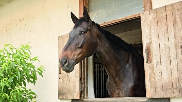 A horse stands at the window of a stable, looking outside. The setting shows a wooden structure with a green plant nearby. The time is during the day with good lighting.