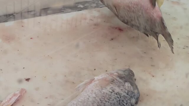 Chef fishmonger washing fish guts, Fishery Market Stall, Fisherman Catch, Bloody Cutting Board, Seafood Preparation