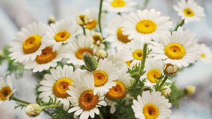 Fototapeta premium daisies in the garden
