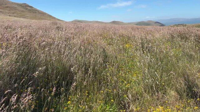 Native grasses blowing on a summer day at Estero Americano Coastal Preserve in Sonoma County, California.