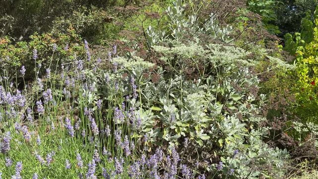 Bees in a pollinator garden with lavender and st. Catherine's lace plants.