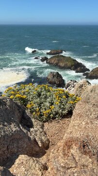 Rugged coastline view from Bodega Head on the Sonoma County coast in California.