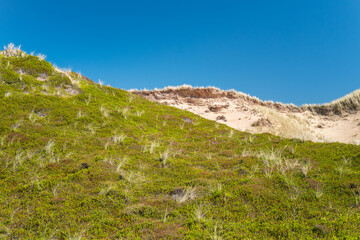 Sylt, Germany. Dunes with grass. © foto-select